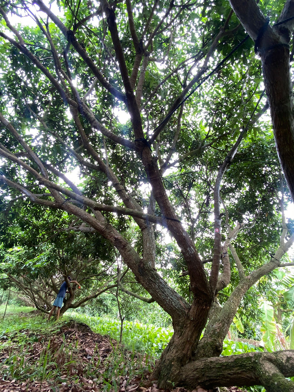 Thumbnail: HAI VƯỜN NHÃN - V02C26