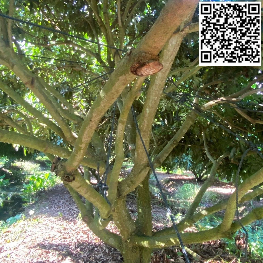 HAI VƯỜN NHÃN - V03C55