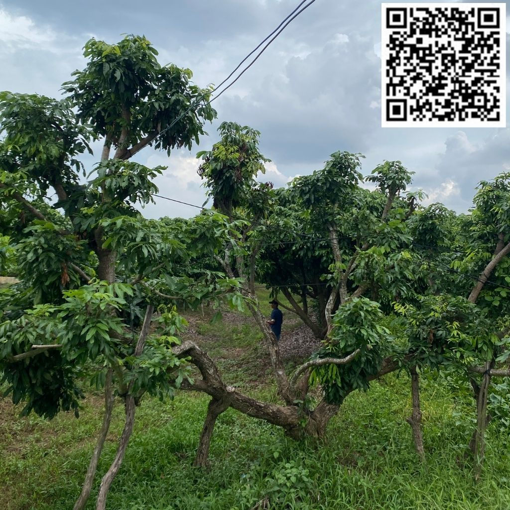 HAI VƯỜN NHÃN - V02C01