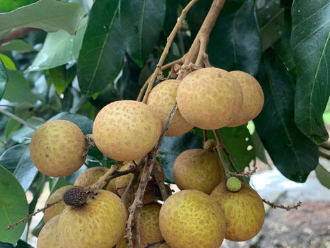 Nhãn Thái Idor một trong những giống nhãn ngon nhất hiên nay