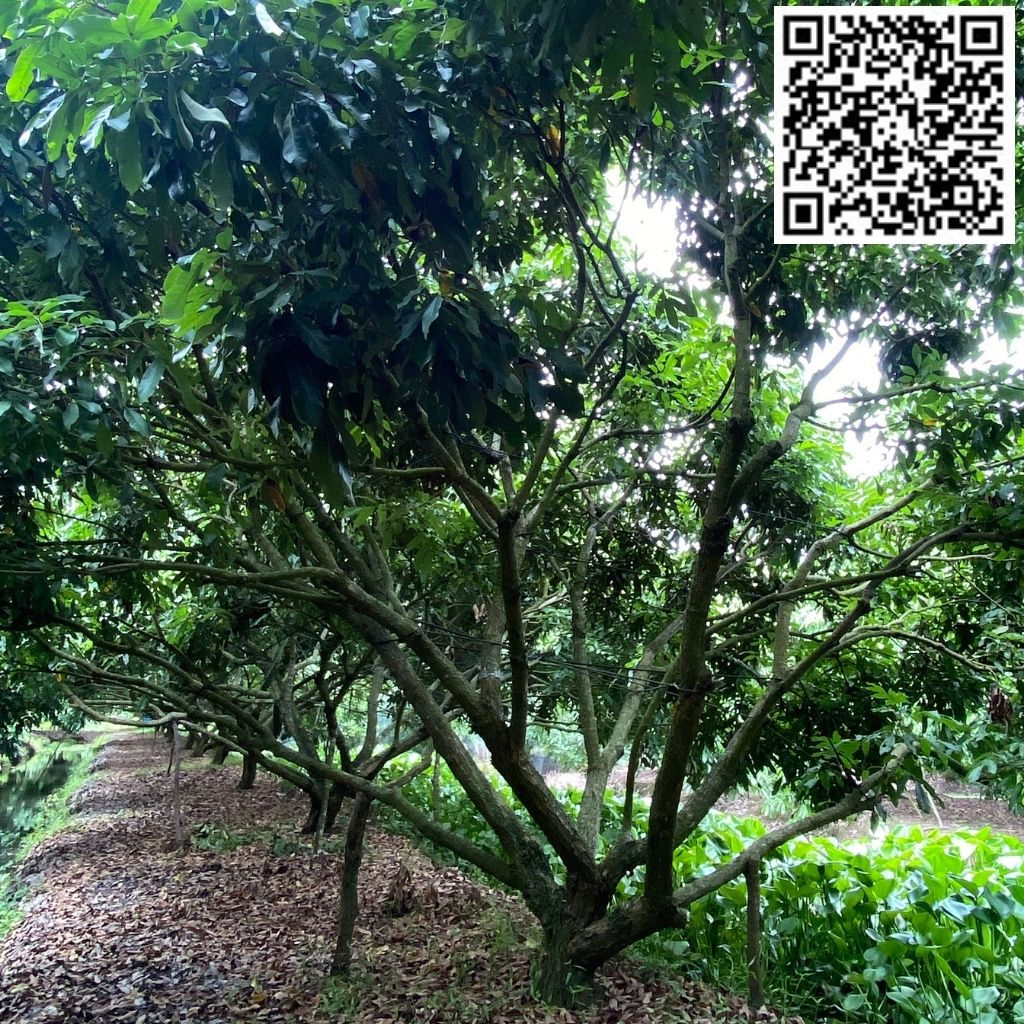 HAI VƯỜN NHÃN - V01C23