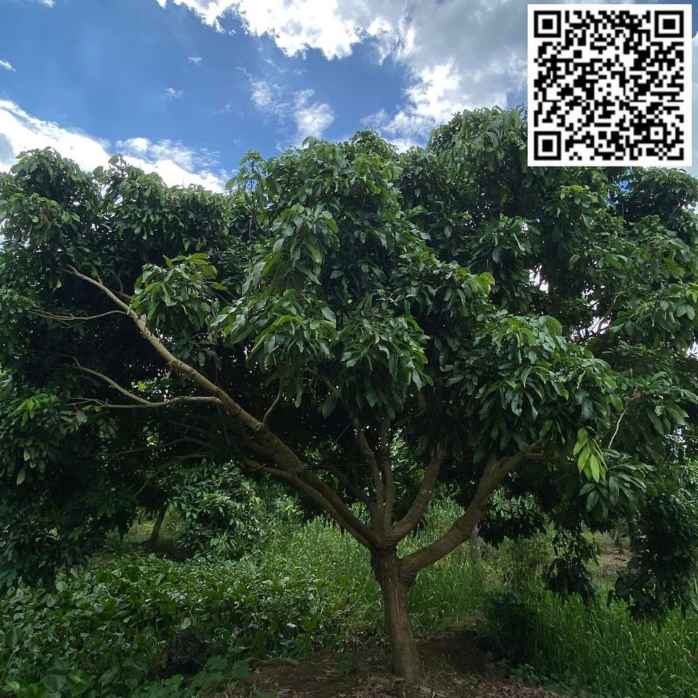 HAI VƯỜN NHÃN FARM - V01C40