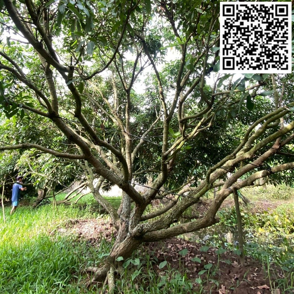 HAI VƯỜN NHÃN - V02C54