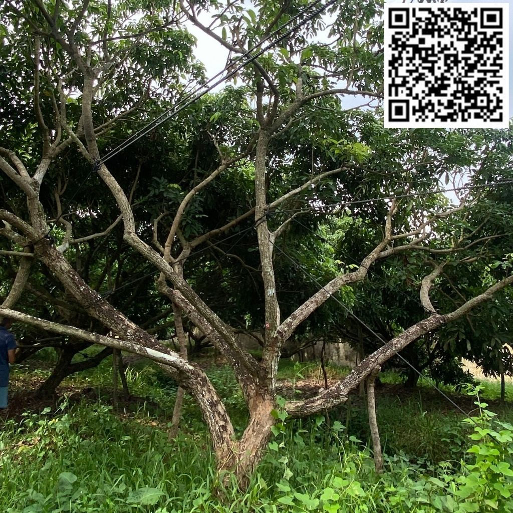 HAI VƯỜN NHÃN - V02C43