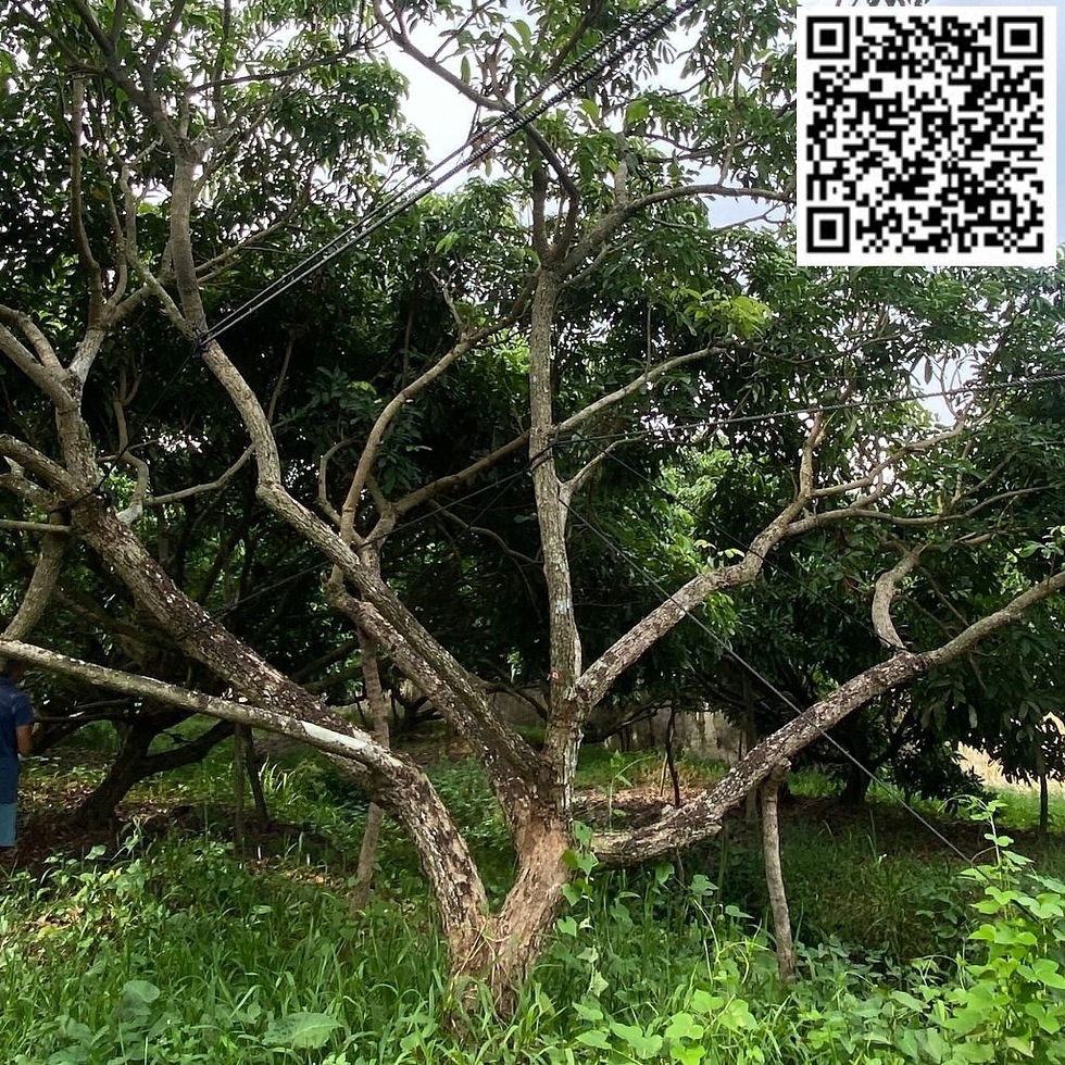 HAI VƯỜN NHÃN - V02C43