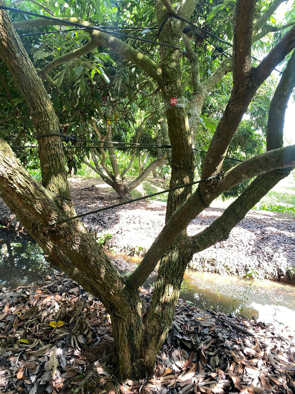 Thumbnail: HAI VƯỜN NHÃN - V01C52