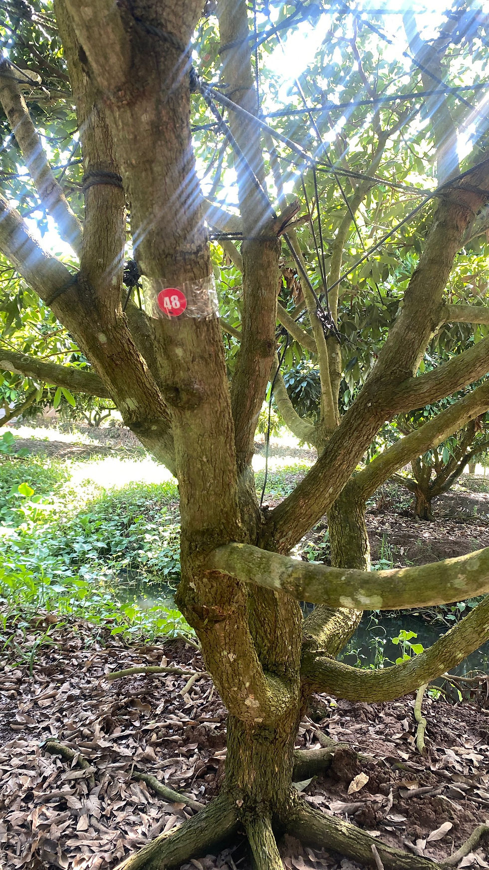 Thumbnail: HAI VƯỜN NHÃN - V03C48