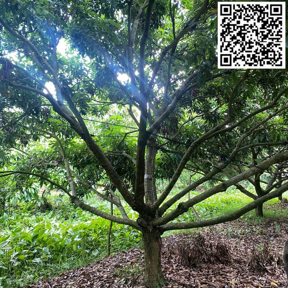 HAI VƯỜN NHÃN FARM - V01C33