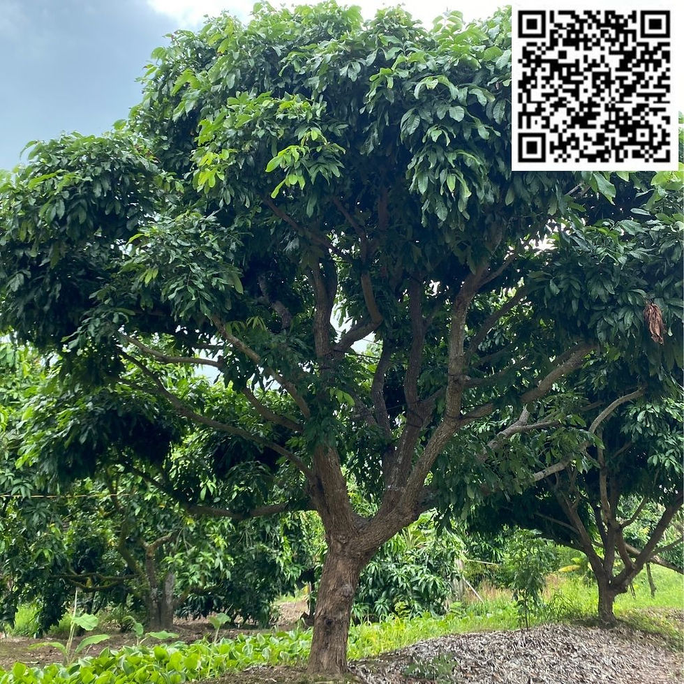 HAI VƯỜN NHÃN - V02C03