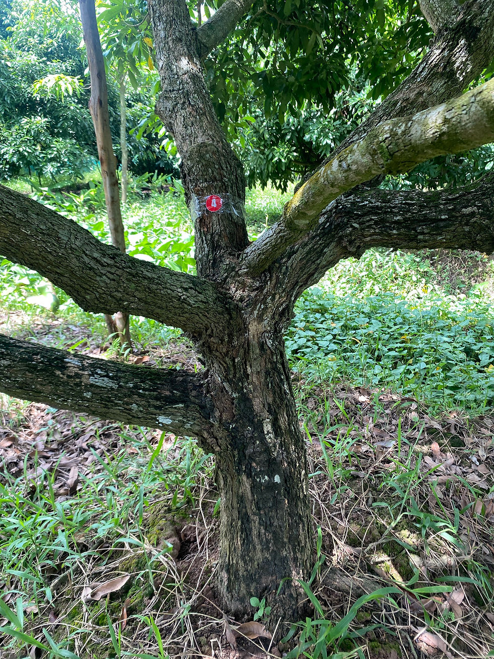 Thumbnail: HAI VƯỜN NHÃN - V01C04