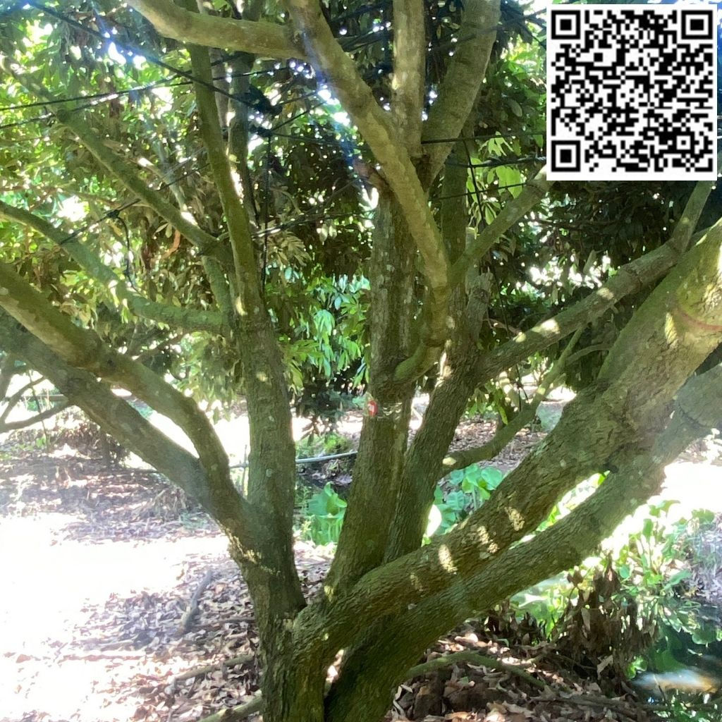 HAI VƯỜN NHÃN - V03C38