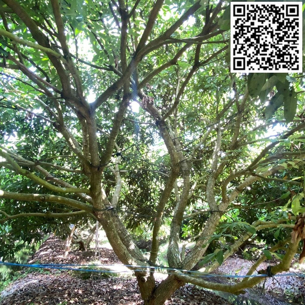 HAI VƯỜN NHÃN - V01C57