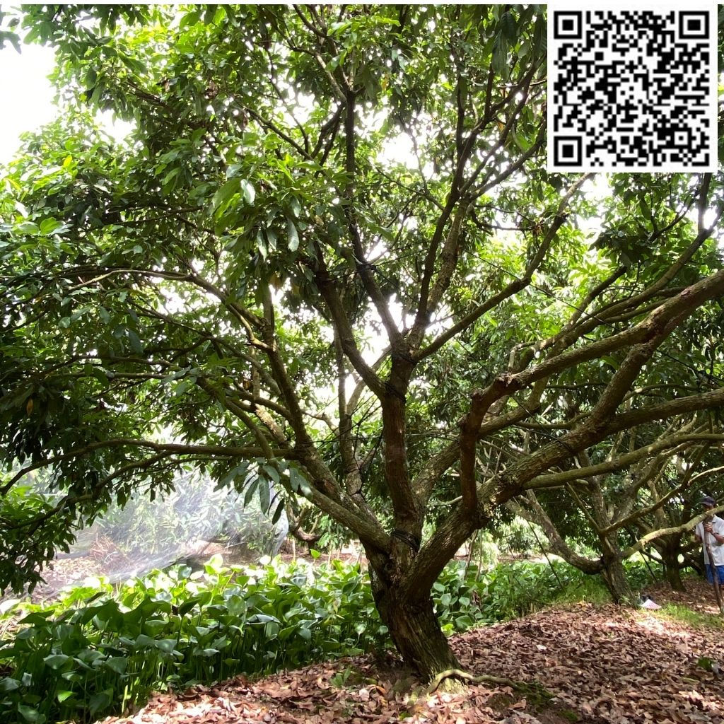 HAI VƯỜN NHÃN - V01C19