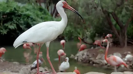 Photo Egret in Florida