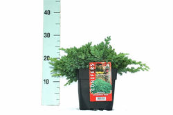 Juniperus Procumbens Nana (2L)