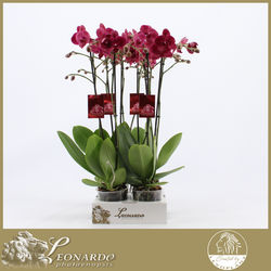 2-tak Montreux 18+ 60 cm - 4 gts karton FC812