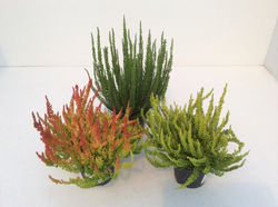 Calluna Garden Girls Sunsetline 11cm