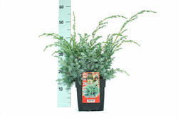 Juniperus Chin Blue Alps (2L)