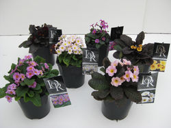 Primula Vulgaris melange (2L)