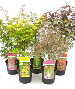 Acer Palmatum C. (3L)