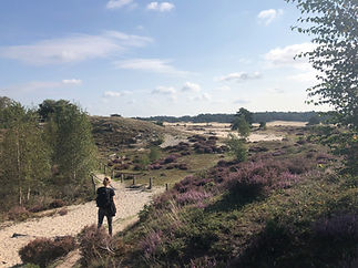 natuur-bij-ermelo-hulshorsterzand-5.jpg