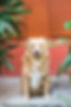 chien_bilan.jpg