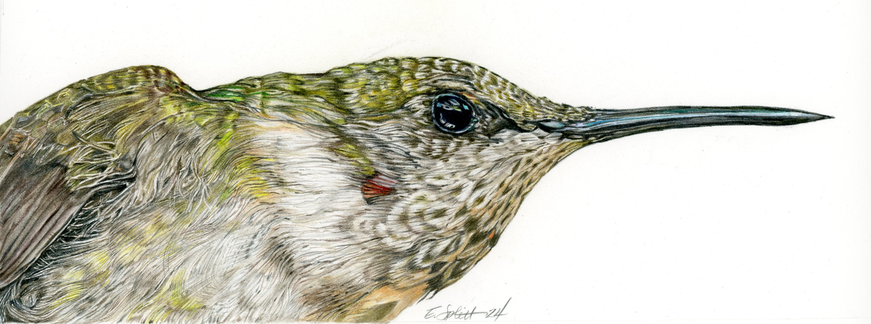 Ruby Throat Hummingbird