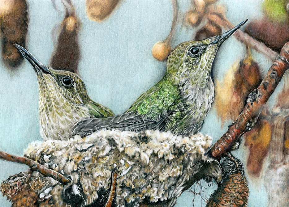Hummingbird_nest_web_edited.jpg