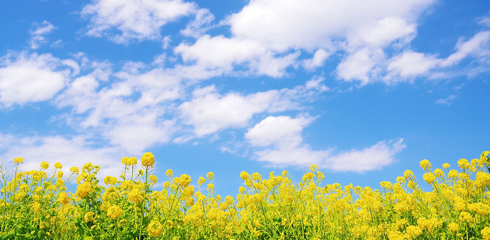 青空と菜の花