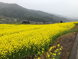 菜の花畑