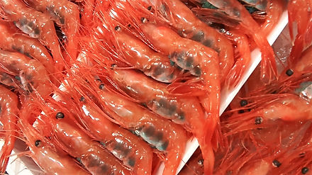 新鮮な 美味しい食材