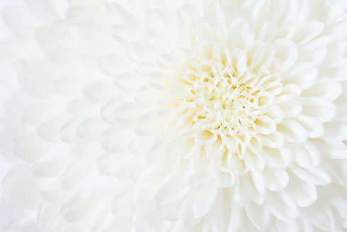 菊