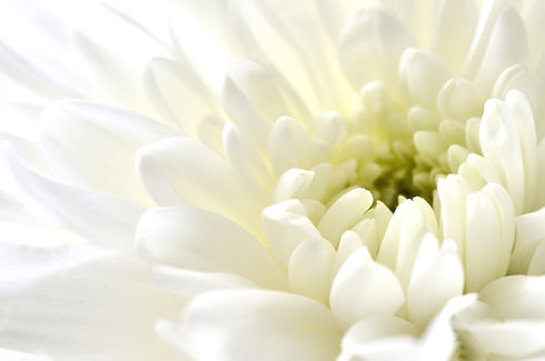 菊