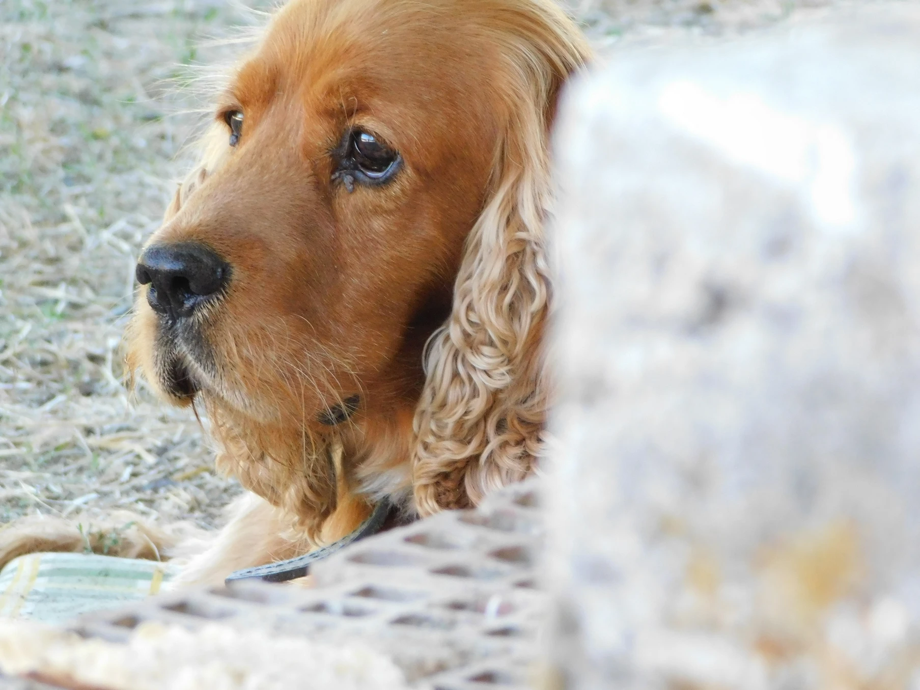 English Cocker Spaniel