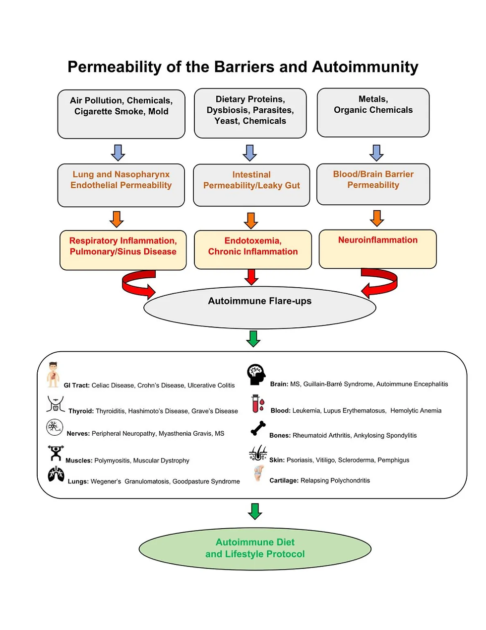 Permeability of the Barriers & Autoimmunity picture