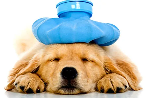 sick puppy