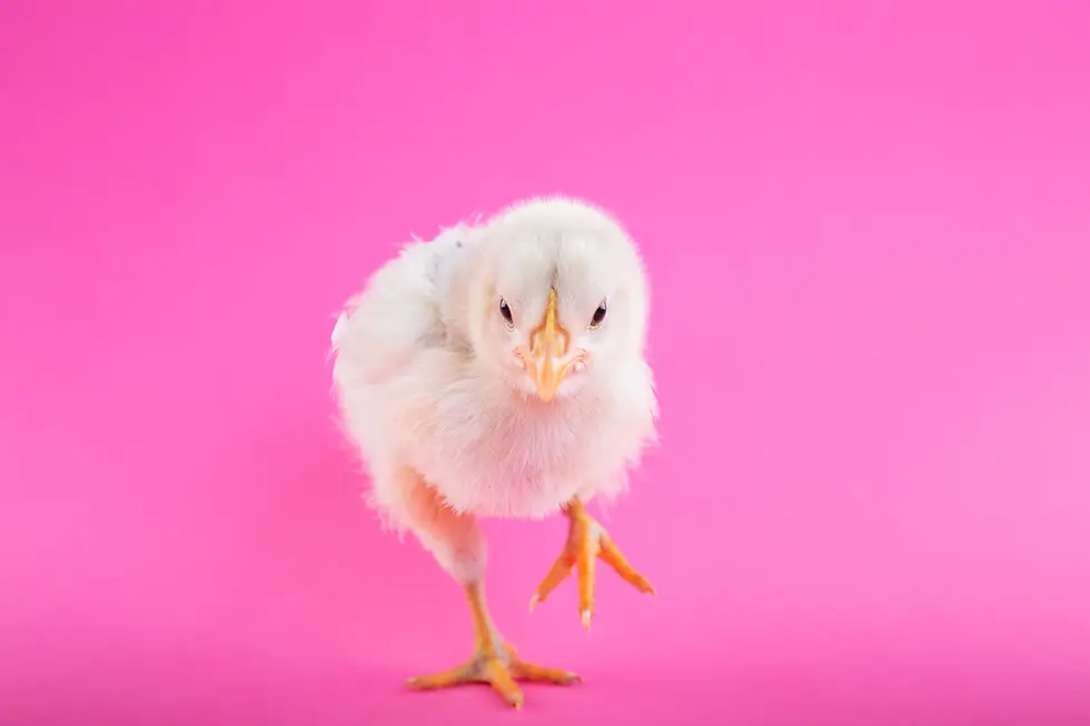 A fluffy white chick steps forward against a bright pink background, highlighting its yellow feet and beak. The scene is playful and vibrant.