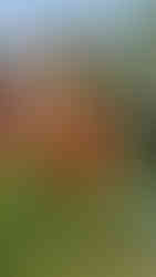 Kathy dancing a Tahitian dance