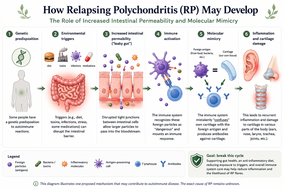 Infographic titled How Relapsing Polychondritis (RP) May Develop, showing gut leak, immune attack, and cartilage inflammation.