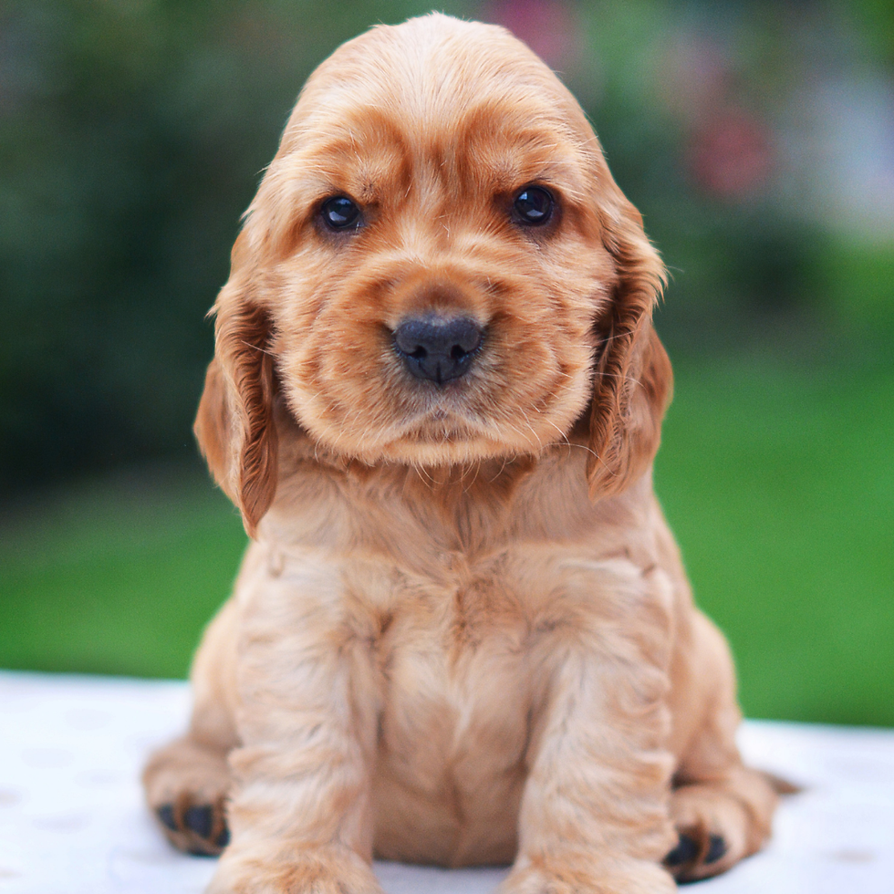 Golden puppy sitting on a white surface, looking forward with a calm expression. Blurred green and colorful background.