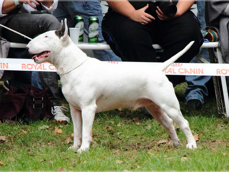 V. Central European Bull Terrier Club & Trophy Show, Tata 27.9.2014