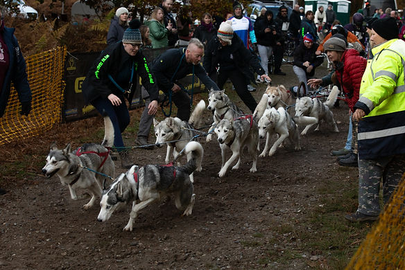 Huskies-8.jpg