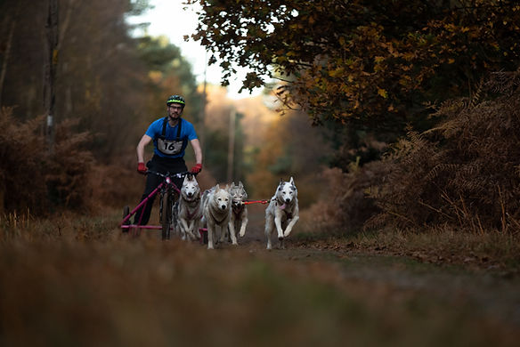 Huskies-13.jpg