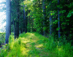 SUNNY FOREST