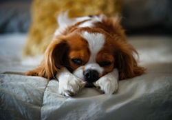 LAZY DAYS