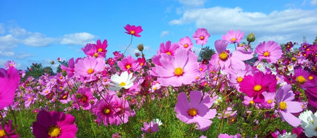 LINE電話開始 ⇒ 友だち追加ボタンで