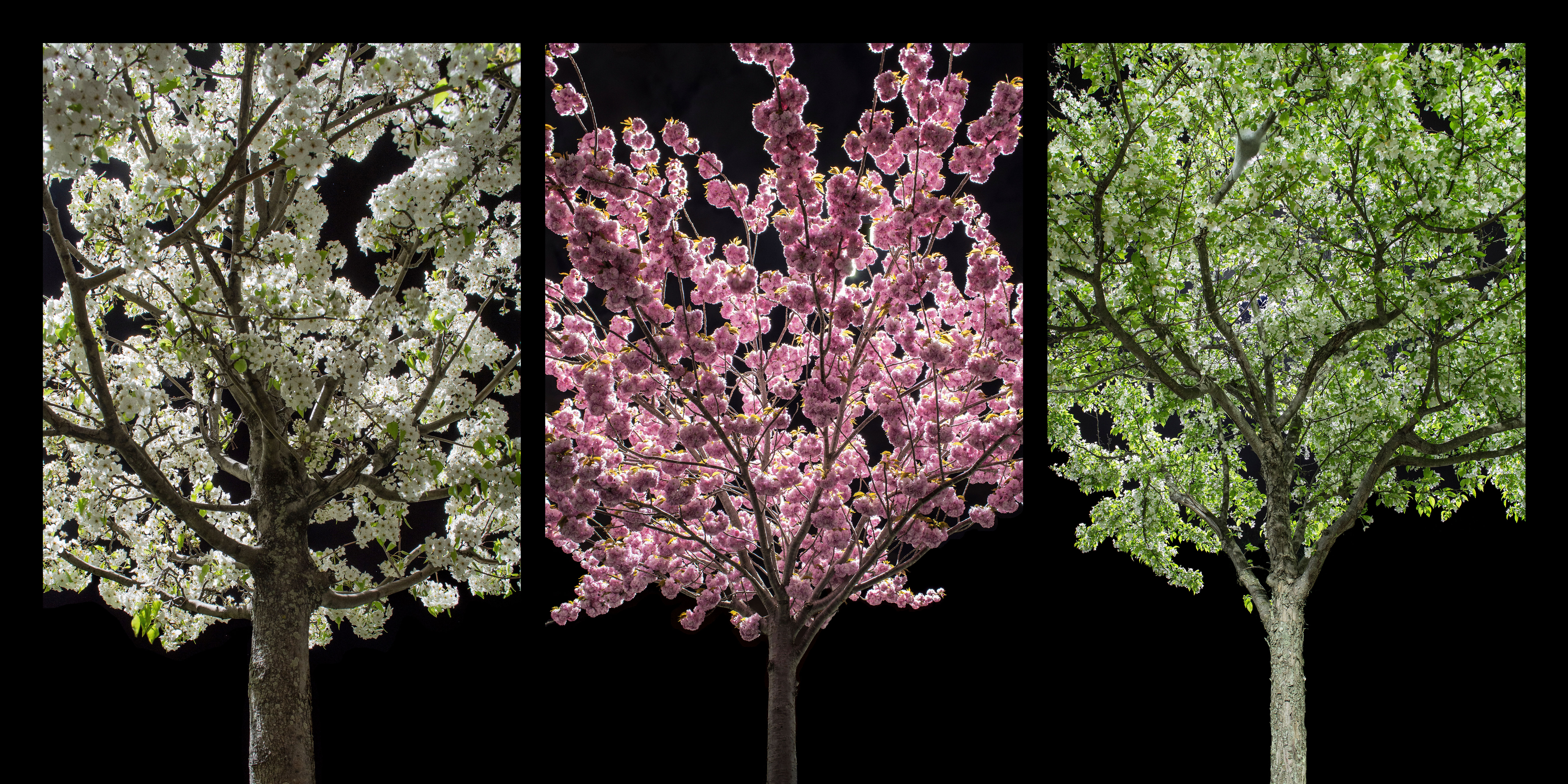Spring Tree Collage