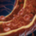 BLOOD VESSEL.png