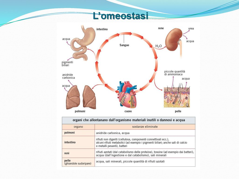 Omeostasi = Equilibrio = Salute Omeostasi = Equilibrio = Salute