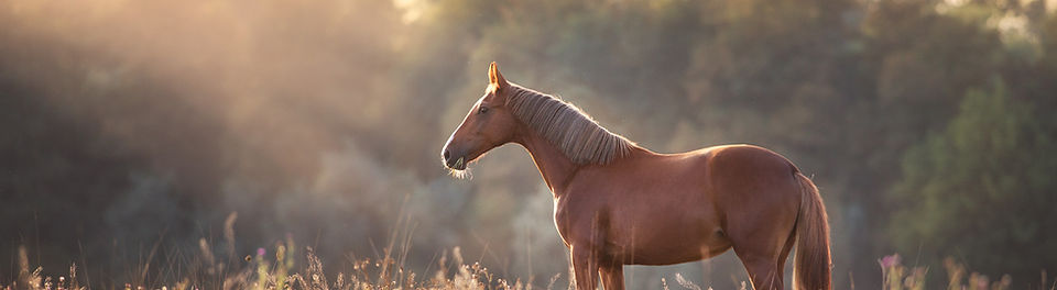 AdobeStock_375404119_edited.jpg